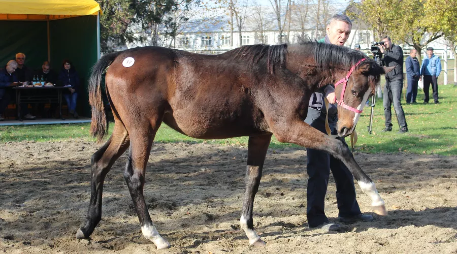 Осенний аукцион лошадей на конезаводе «Восход» &copy;&nbsp;Фото пресс-службы Агрохолдинга &laquo;Кубань&raquo;