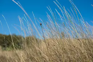Луговик средний &copy;&nbsp;Фото Елены Синеок, Юга.ру