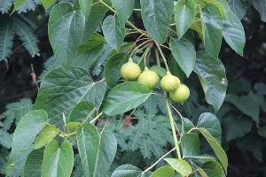  &copy;&nbsp;Фото пресс-службы сочинского нацпарка