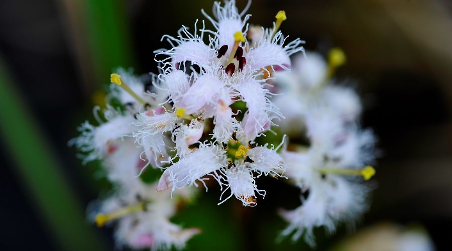  &copy;&nbsp;Фото ведущего научного сотрудника Кавказского заповедника Сергея Трепета