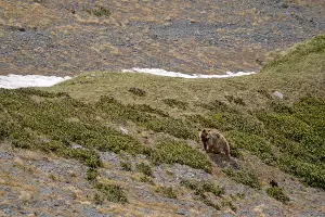  &copy;&nbsp;Фото Юрия Спасовского, пресс-служба Кавказского биосферного заповедника
