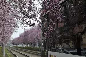 Цветение сливы &laquo;писсарди&raquo; на улице Ставропольской в Краснодаре &copy;&nbsp;Фото Марины Солошко, Юга.ру