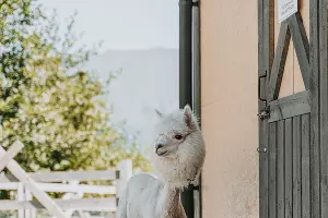  &copy;&nbsp;Фото пресс-службы курорта &laquo;Роза Хутор&raquo;