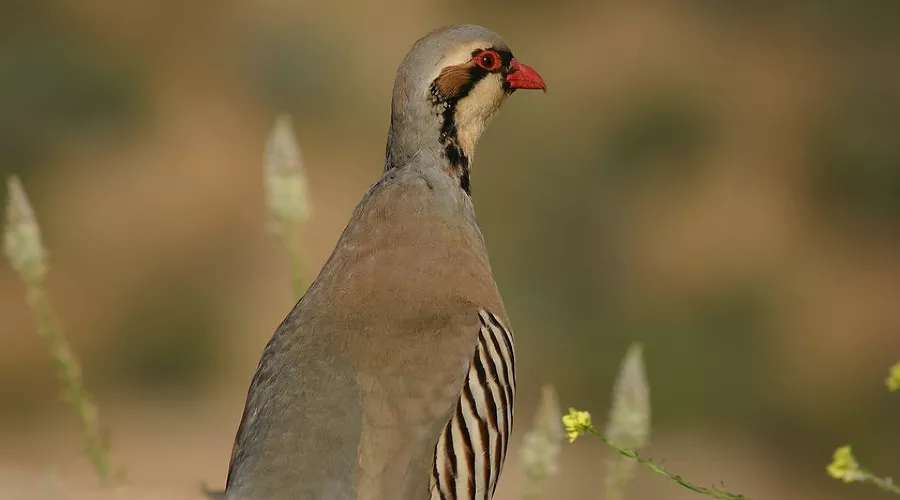 Кеклик &copy;&nbsp;Фото с сайта pixabay.com