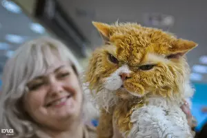 Выставка кошек в Краснодаре &copy;&nbsp;Елена Синеок, ЮГА.ру