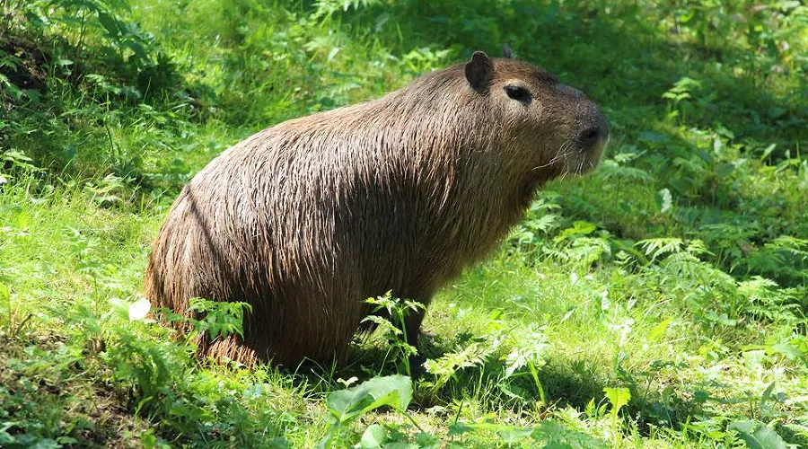 Капибара Илон &copy;&nbsp;Фото с сайта kldzoo.ru