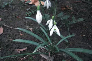 Подснежник ризенский &copy;&nbsp;Фото пресс-службы Сочинского нацпарка