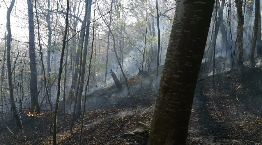  &copy;&nbsp;Фото пресс-службы Нацпарка Сочи