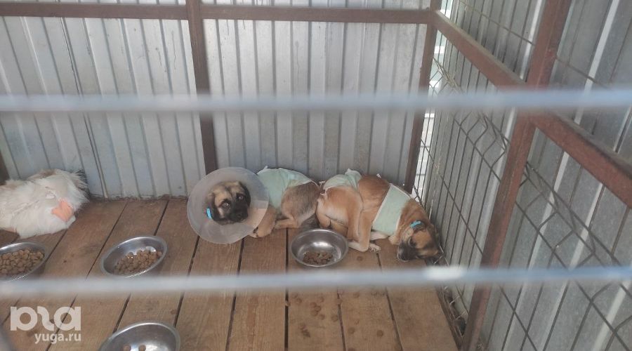  &copy;&nbsp;Фото Иолины Грибковой, Юга.ру