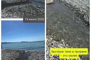  &copy;&nbsp;Скриншот из телеграм-канала эколога Георгия Каваносяна https://t.me/ecozhora/8107