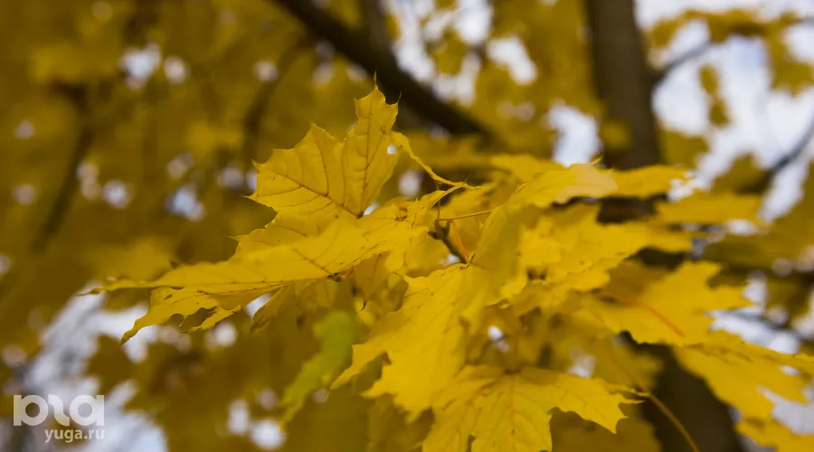 Осень &copy;&nbsp;Фото Елены Синеок, Юга.ру