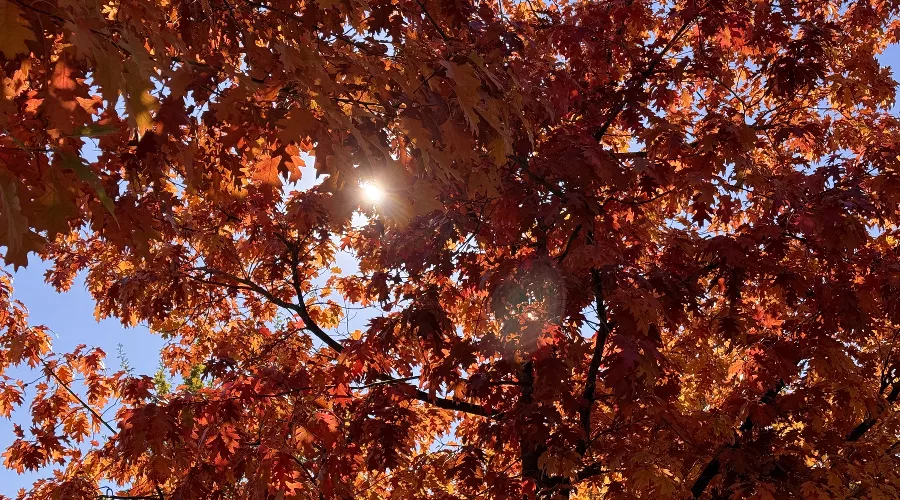 Осень в парке «Краснодар» &copy;&nbsp;Фото Марины Солошко, Юга.ру