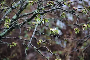 Вишня полущетинистая колючая &copy;&nbsp;Фото пресс-службы Сочинского нацпарка