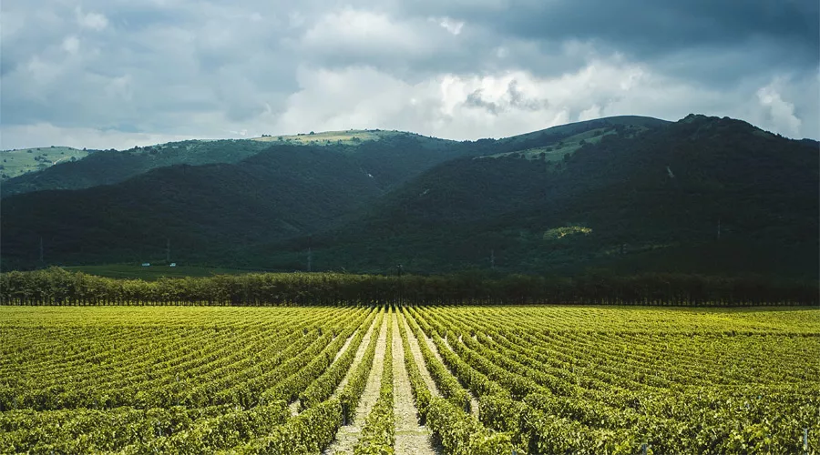 Виноградники в Геленджике &copy;&nbsp;Фото Dmitry Ant, unsplash.com