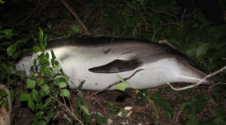 Мертвый дельфин, найденный в лесу в Сочи © Фото с сайта golos-kubani.ru