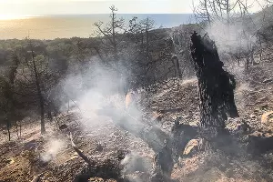 Пожар в заповеднике «Утриш» &copy;&nbsp;Фото Виталия Кавтарадзе