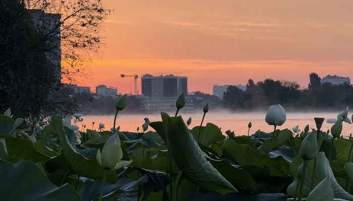 Рассвет в лотосах в озере Старая Кубань &copy;&nbsp;Фото Марины Солошко, Юга.ру