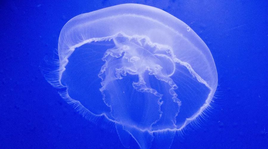  &copy;&nbsp;Фото wirestock, Freepik.com