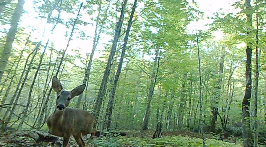 Косуля © Фото пресс-службы Сочинского нацпарка