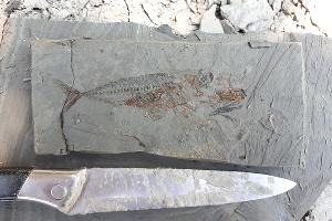 Scomber sp. © Фото пресс-службы Палеонтологического института имени А.А. Борисяка РАН