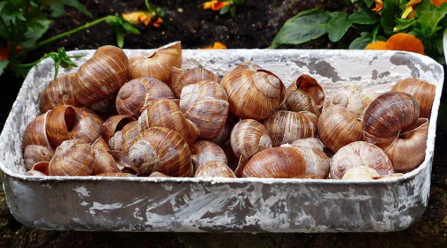 Виноградная улитка &copy;&nbsp;Фото Hans с сайта pixabay.com