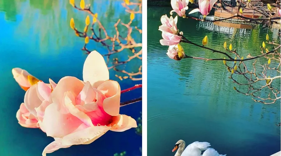  &copy;&nbsp;Коллаж из скриншотов фото из телеграм-канала &laquo;Дендропарк &laquo;Южные культуры&raquo; - объект культурного наследния народов РФ регионального значения&raquo;