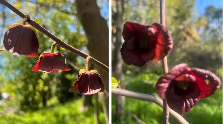  &copy;&nbsp;Коллаж из скриншотов фото из телеграм-канала &laquo;Сочинский географ&raquo;