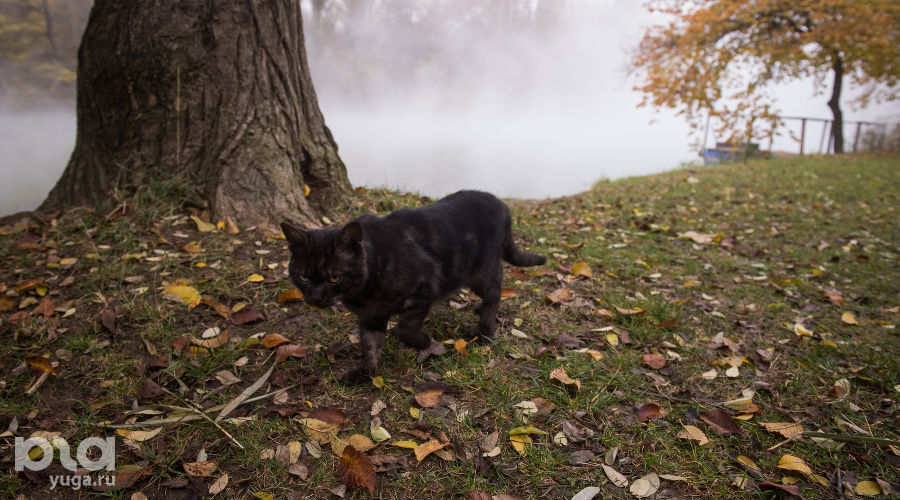  © Фото Елены Синеок, Юга.ру