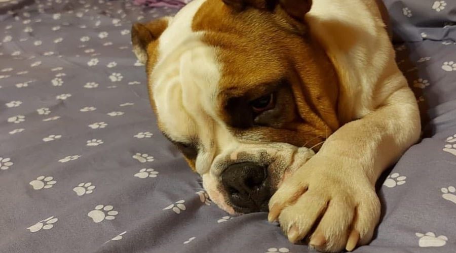  &copy;&nbsp;Фото со страницы instagram.com/bulldog_feniks