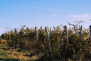  &copy;&nbsp;Фото Павла Незнанова, unsplash.com