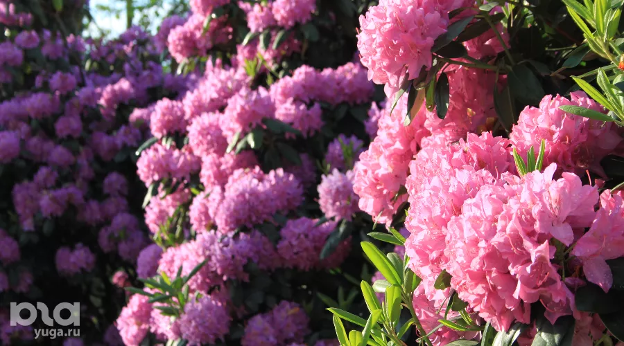  &copy;&nbsp;Фото Марины Солошко, Юга.ру