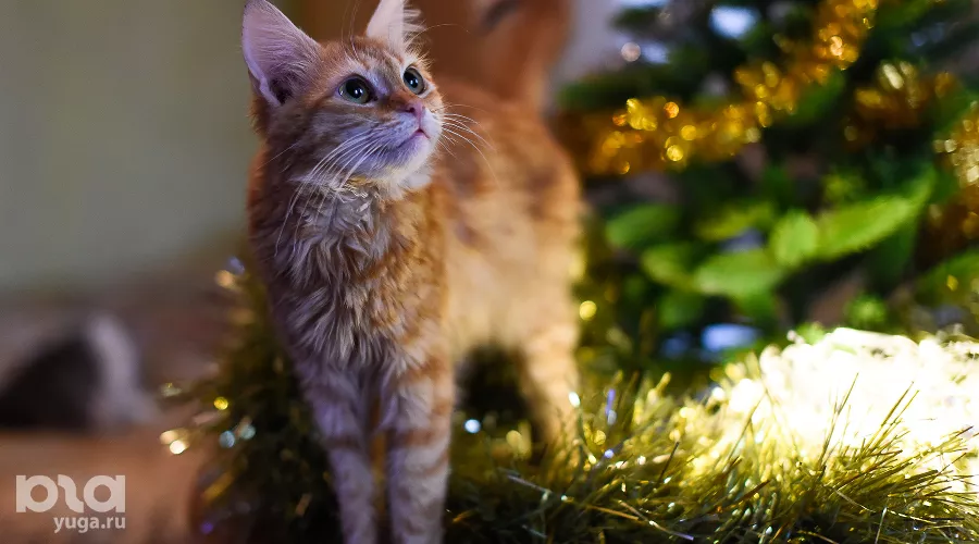  &copy;&nbsp;Фото Елены Синеок, Юга.ру