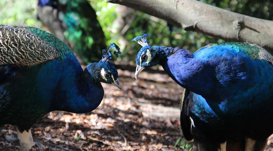  © Фото пресс-службы Сочинского нацпарка