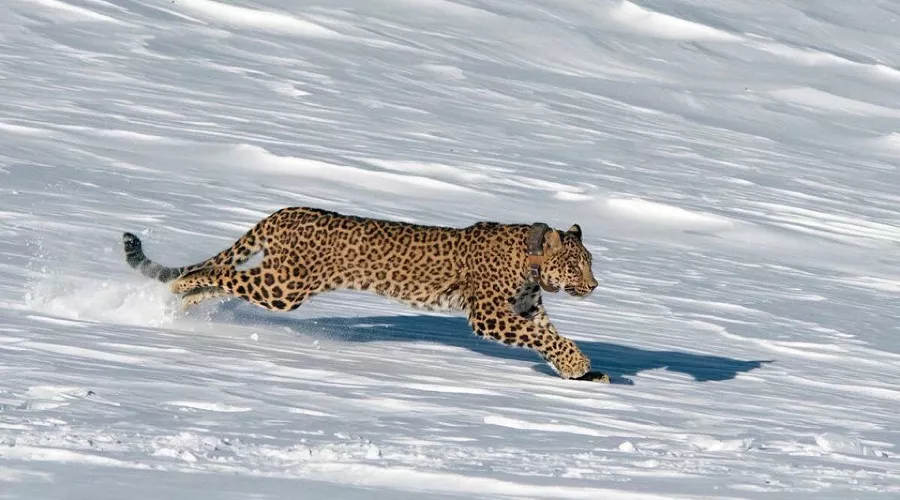 Преднеазиатский леопард &copy;&nbsp;Фото пресс-службы Кавказского биосферного заповедника