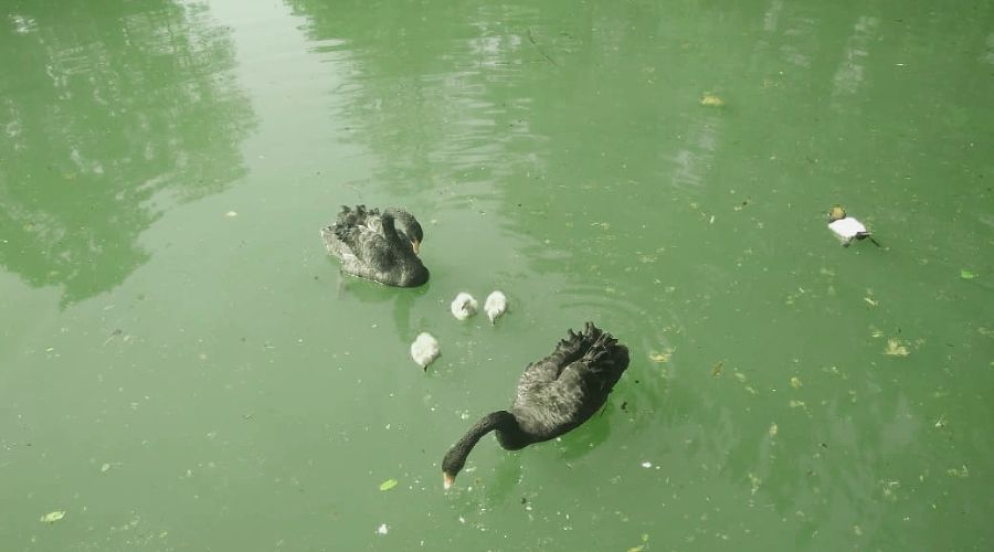 Австралийские черные лебеди  © Фото пресс-службы сочинского парка «Дендрарий»