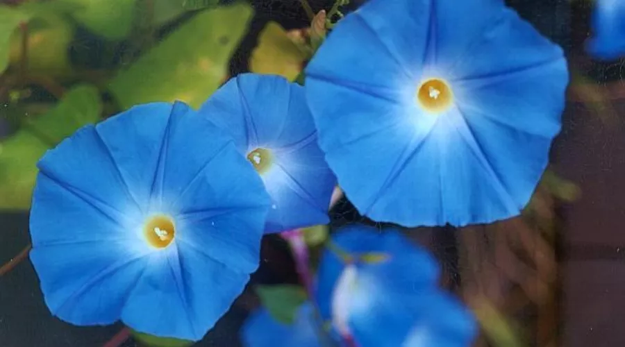 Ипомея трехцветная &copy;&nbsp;E. Russell для Wikipedia.org