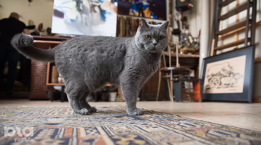  &copy;&nbsp;Елена Синеок, Юга.ру