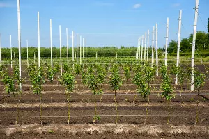 Опытная станция учхоза &laquo;Кубань&raquo; &copy;&nbsp;Фото Елены Синеок, Юга.ру