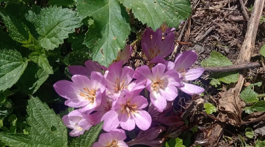 Безвременник великолепный  &copy;&nbsp;Фото пресс-службы курорта &laquo;Роза Хутор&raquo;