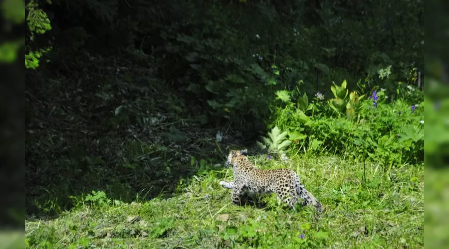  &copy;&nbsp;Фото пресс-службы Кавказского заповедника