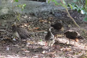  &copy;&nbsp;Фото пресс-службы Сочинского нацпарка