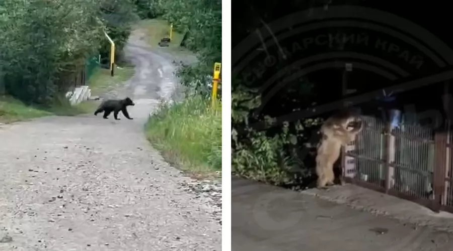  &copy;&nbsp;Коллаж из скриншотов видео из телеграм-каналов &laquo;Типичный Сочи&raquo; и Sochi Today