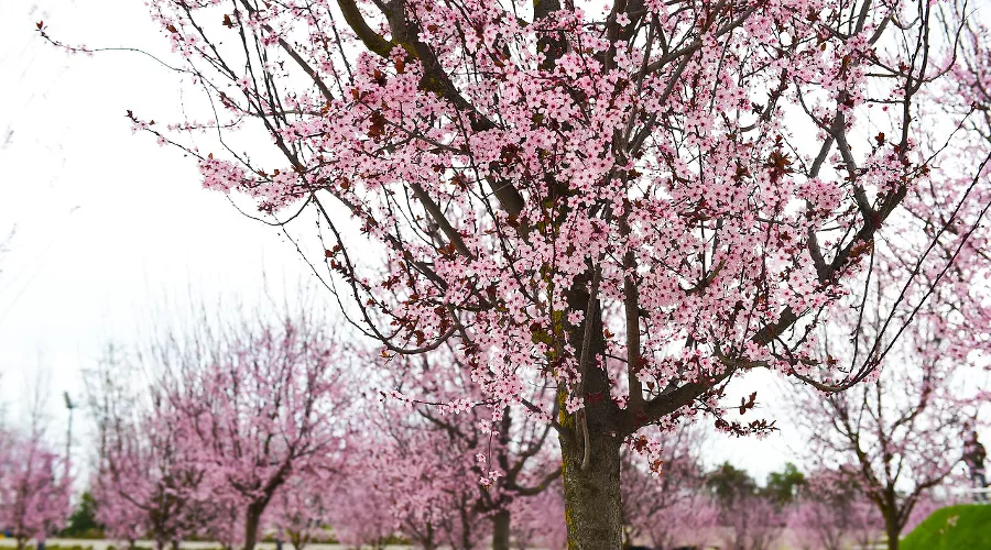 Декоративная слива Нигра &copy;&nbsp;Фото из инстаграма парка &laquo;Краснодар&raquo;, instagram.com/officialparkkrasnodar/