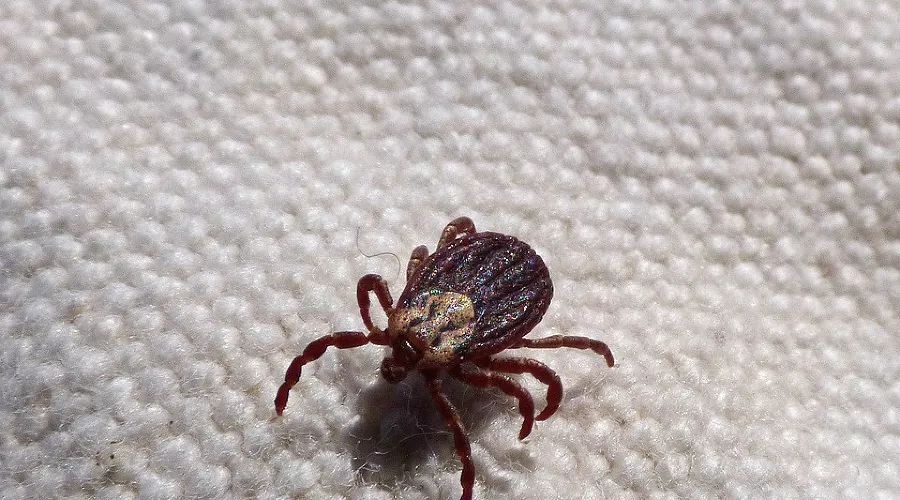  &copy;&nbsp;фото с сайта pixabay.com