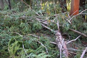  © Фото пресс-службы Сочинского нацпарка