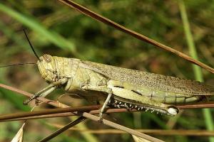  © Фото с сайта dic.academic.ru