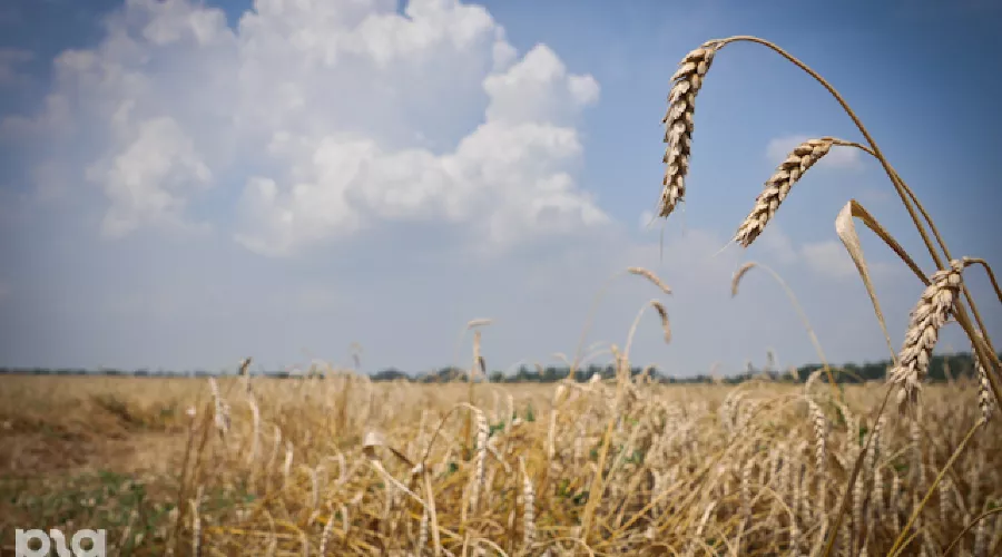 Зерно &copy;&nbsp;Елена Синеок. ЮГА.ру