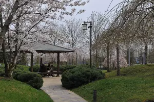 Сливовая роща Умэбаяси в Японском саду &copy;&nbsp;Фото Марины Солошко, Юга.ру