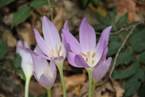 Безвременник великолепный &copy;&nbsp;Фото пресс-службы Сочинского нацпарка