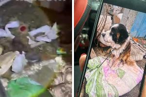  &copy;&nbsp;Коллаж из скриншотов фото и видео из телеграм-канала &laquo;Осторожно, новости&raquo; и &laquo;Ростов Главный&raquo;